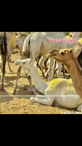 #امبردات #السودان🇸🇩 #السودان 