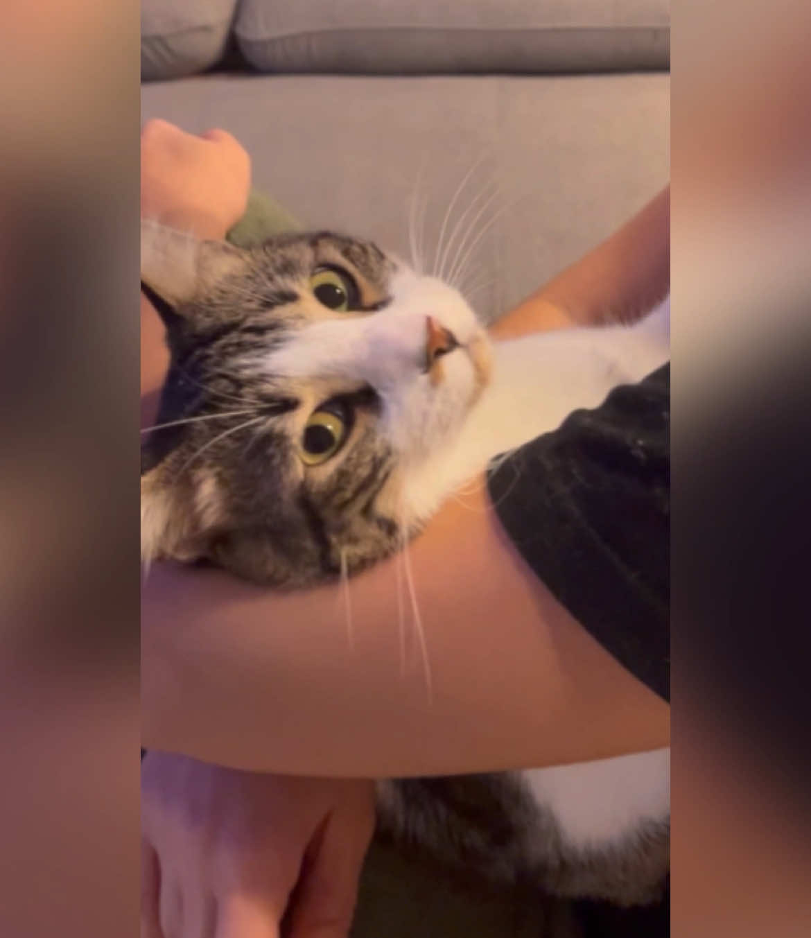 **(Uso de cascos para una mejor experiencia)**   Espero que disfrutéis de este edit de 1900 aprox, la verdad es que me encanta. Bueno, todo el mundo conoce este meme y ama a los gatos y a @BILLIE EILISH y si no es tu caso, hola igual. No hace falta mucha más presentación; simplemente me sentía artística y este es el resultado. Así está mi mente últimamente: llena de gatitos que hacen miau miau en un mundo paralelo donde todo sería posible. En ese mundo, los gatos llenarían estadios y los humanos dormirían y comerían pienso húmedo. En fin, por ahora os deseo a todos una Feliz Navidad. Y ya que estamos, ¿nunca os han entrado ganas de correr por un museo? ¿De reíros a carcajadas en una biblioteca? ¿De mancharte de barro o tirarte de un coche en marcha? ¿De subrayar lo positivo, de quitarte el abrigo en pleno invierno, o de dejar de usar paraguas cuando llueve? ¿De soltar la culpa? ¿De dar cringe de vez en cuando? ¿De salir con el pelo mojado o con la ropa sin planchar? ¿De tropezarte con tu piedra favorita? ¿De ser comprensiva? ¿De no poner parcelas a tu jardín? ¿De permitir que cuiden tu rosa? Pura adrenalina. ¿Cuántas de estas cosas puedes permitirte hacer? Outro: quien adivine cuántos gatos “cantan”, le regalo uno. — #sing #song #meme #cover #viral #girl #singer #selflove #songs #billieeilish #soundcloud #studioone 