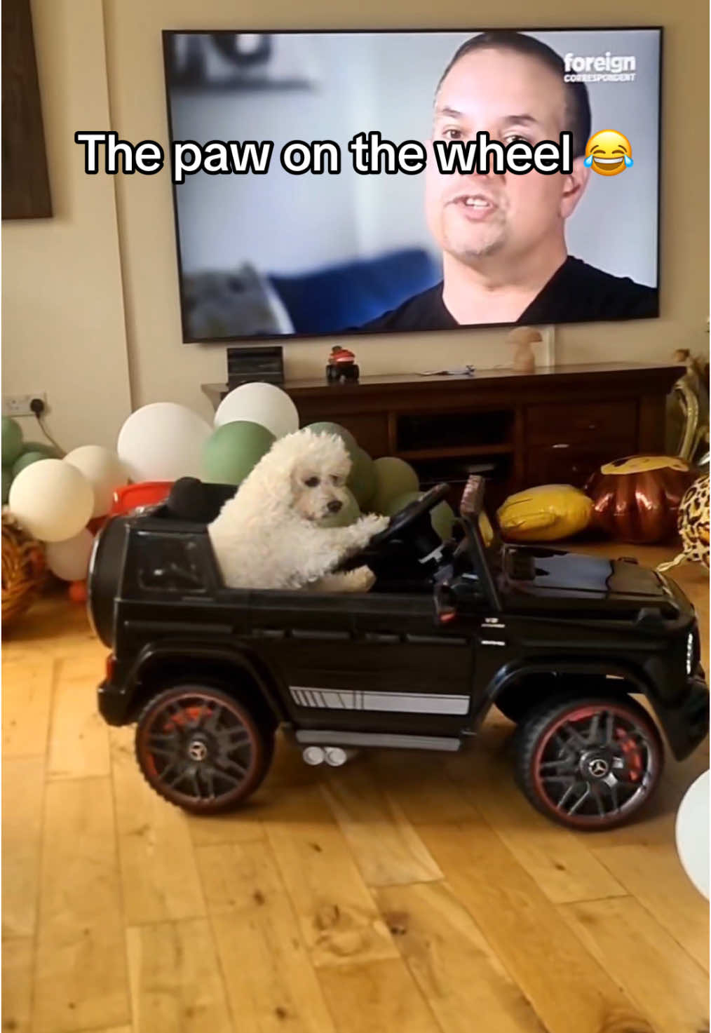 😂😂😂 (via @dbomb) #dog #car #dogsoftiktok 