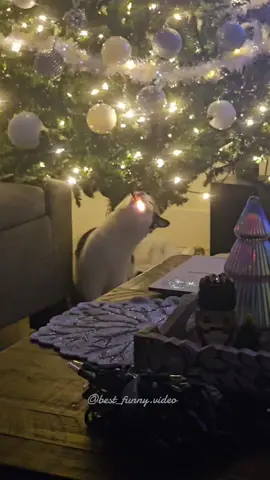 #🐱 #🎄 #🤣🤣🤣  #merrychristmas #pet #cats #christmas #2024 #fanny #best #fyp #кот #котята #ёлка  #новыйгод #рождество 