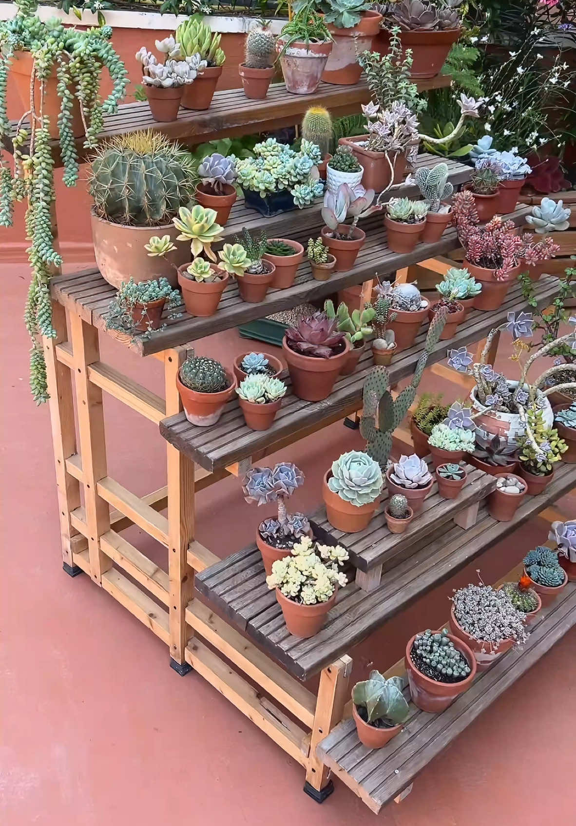 My Succulent and Cacti paradise 💚 #succulentsuk #succulentsoftiktok  #succulentsgarden #echeveria #plantassuculentas #aussiegarden #PlantTok #suculenta #plantcollection #crazyplantlady #suculentas #cactuscontent #planting #plantlover  #cactuscollection #cactuscollector #cactuslover #amocactos #amocactosesuculentas #suculentasbrasil #succulents #succulentlover #plantsoftiktok 