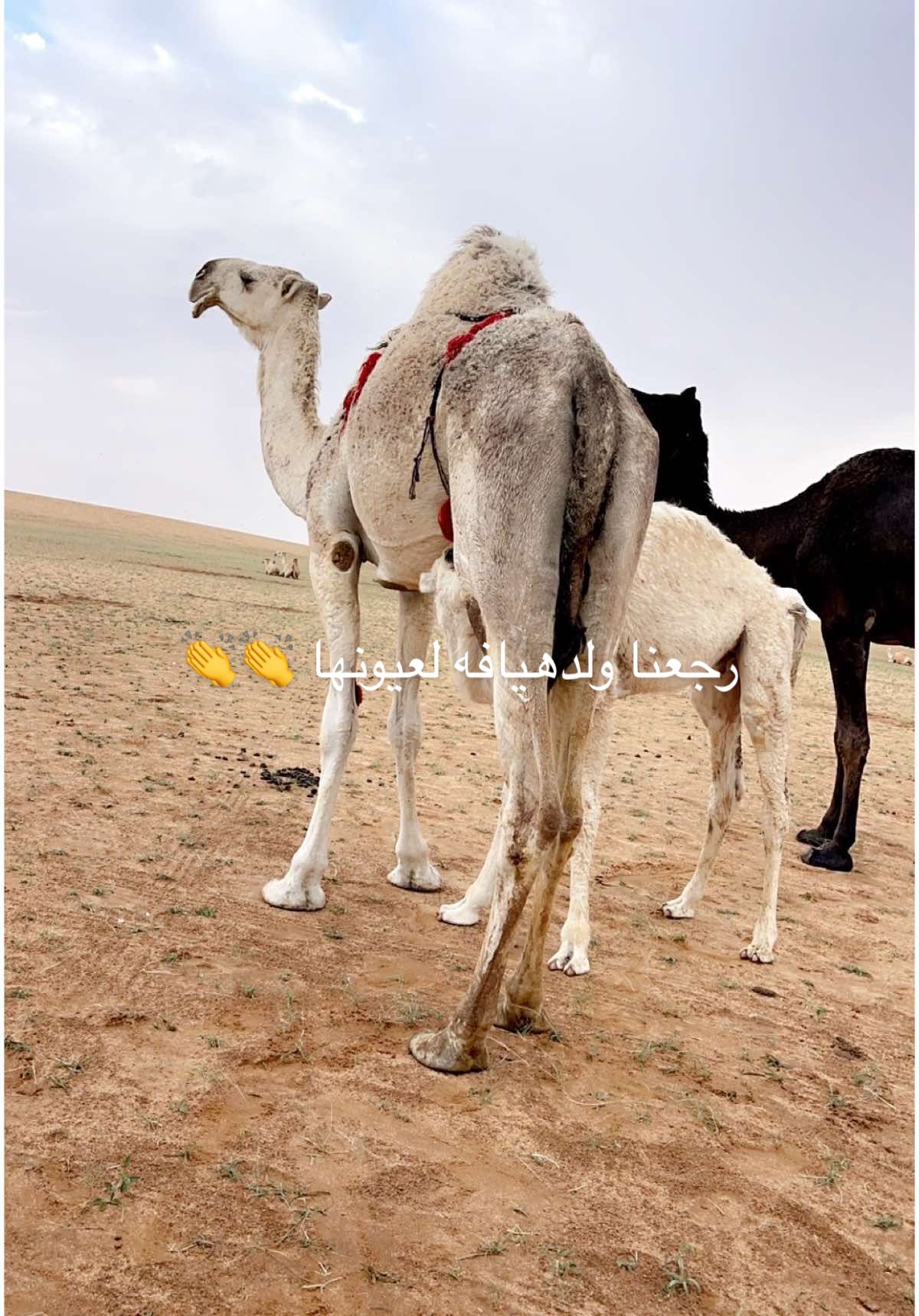 هذا اليوم #ترتد #كسبلور #البل #اللبل_عطايا_الله #مزاين #شديد #خلوج #مشاهير_تيك_توك #تصويري📷 #مناحي #القحطاني #505 #قحطان #الجحادر #عبيده #الحباب ##في هذا اليوم 