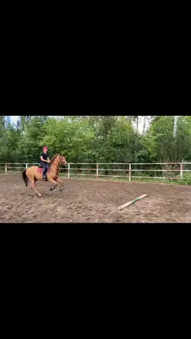 #конныйспорт  #конкур #рекомендации  Харю 🐷🧡