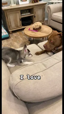 My world 🥹🌎  #ilove #dogsoftiktok #husky #bully #pitbull #doglover 