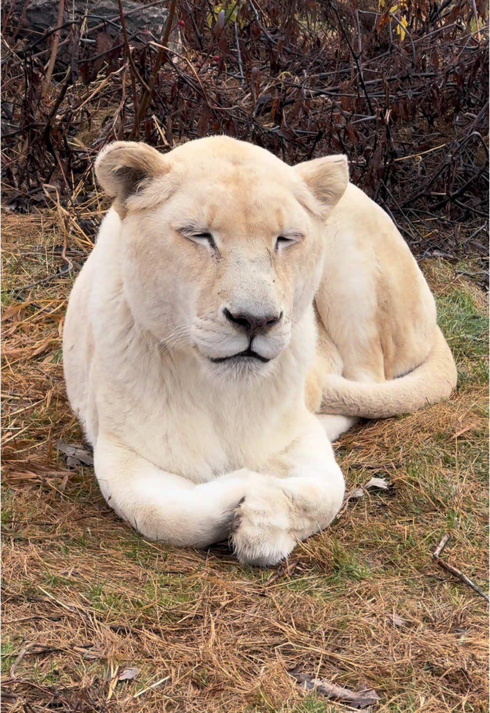 A cat does indeed loaf— no matter how big, no matter how small 😹🥖. #rescuecat #rescuedcat #grayandwhitecat #lion #lions #lioness #whitelion #loaf #loafing #catloafing #loafingcat #funnycatvideo #wildcatsanctuary #animalsanctuary 