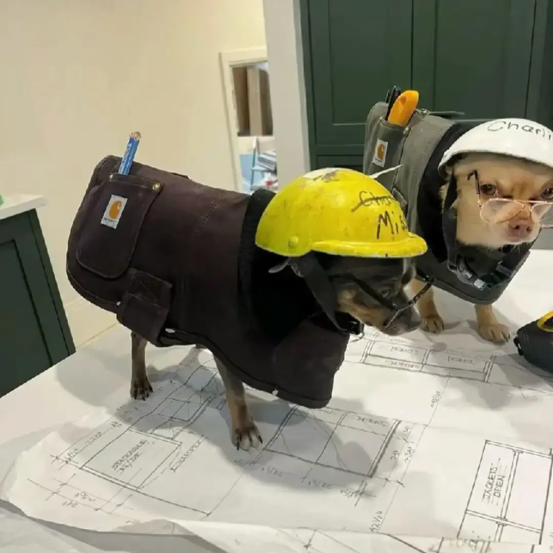 #fyp #paratiiiiiiiiiiiiiiiiiiiiiiiiiiiiiii  #humor #dogs #ingeniero #chamba #work @TikTok 