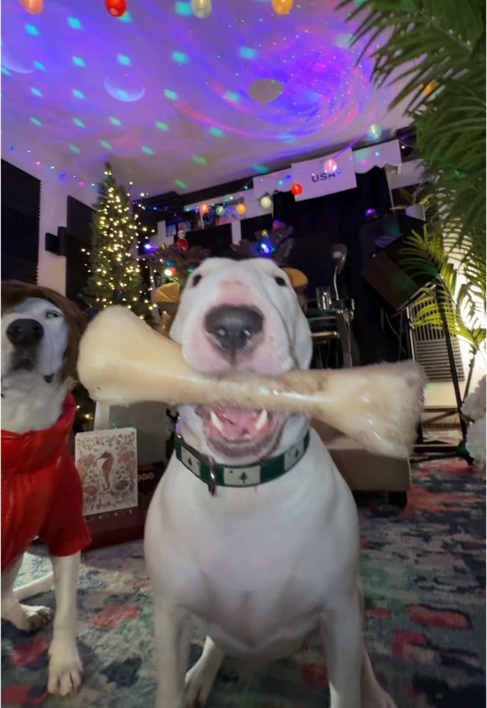 100% good girl! #dog #englishbullterrier #meme #doggy #walter 