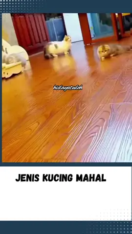 Jenis Kucing Mahal #wongnganggur #news #fyp #beritaterkini #beritaterbaru #newsupdate #gosipartis #fypシ #fypシ゚viral #beritaviral #hotnews #breakingnews #beritaunik