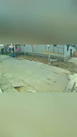 #animals #dogsoftiktok #pitbull #dogs #fyp 