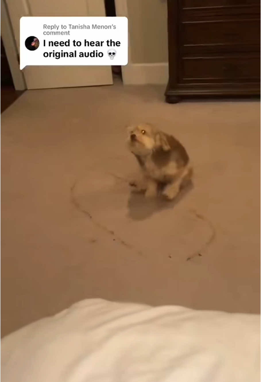 Dog wiping his ass on the carpet#funny #dogsoftiktok #dog 