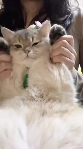 My cat learns to perform, dance🥰🥰🥰#fyp #fypシ #fypage #cat #cats #catlover #catlife #cats_of_world #cats_of_instagram