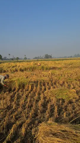 တောဓလေ့....🌾🌾🌾@🐰Hnin Hnin🐰🍓(Salin)🍀 #ကောက်ရိတ်ချိန် #သဘောကျရင်အသဲပေးခဲ့ပါ🤭👌😘 #foryoupage #foryou #fyp #tiktok 