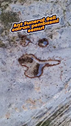 Pembasmi semut yang bikin semut ga balik lagi karena mati semua satu koloni. Mumpung masih bisa COD, CO sekarang juga 😁 #pembasmisemutampuh #racunsemutpalingampuh #caramembasmisemut #antfuneralgel #pembasmisemut #pengusirsemut 