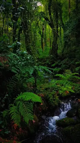 Pemandangan indah hutan hijau yang asri, dengan pepohonan tinggi menjulang dan dedaunan yang rimbun menciptakan kanopi alami. Cahaya matahari lembut menembus sela-sela dedaunan, memancarkan kilauan keemasan di atas aliran sungai jernih yang mengalir tenang di antara bebatuan. Suara air yang gemericik berpadu dengan kicauan burung yang merdu dari dahan-dahan pohon, menciptakan suasana damai dan harmoni alam. Tempat ini memancarkan ketenangan yang mengundang siapa saja untuk melepas penat dan terhubung dengan keindahan alam yang murni. #fyp #viral #nature #asmr #relaxing #beautiful 