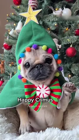 Christmas dogs 🎄🥰#funnydogs #dog #christmas #christmastree #christmasdog #dogsoftiktok #dogsofttiktok #fpy #lovely #Love #fun #foru 