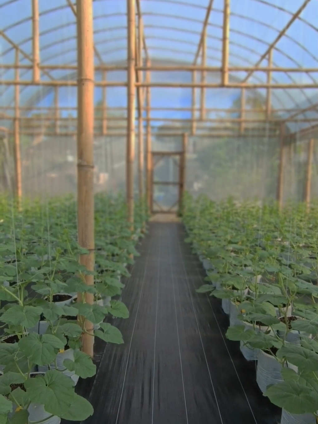 Usia 16 Haa eS Teee  #melon #garden #fyp #petanimuda #kebun 