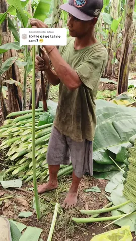 Membalas @lbfarm  pov: Buat tali dr papahnya daun pisang #malang #petanidaunpisang #pekerjakeras #pejuangrupiah #petanimuda #pengikut #fypシ゚viral #fyp  @Kididuyab @mikifrdn3 @𝙟𝙚𝙚✪ 