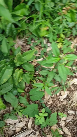 musim durian 😆 #tokdalang #musimdurian #durian #hutan #gunungindonesia #sorotan #masukberanda #lewatberanda #fyppppppppppppppppppppppp 