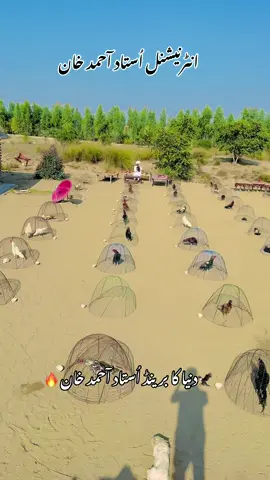 گھٹیا مزاج لوگوں اُستاد کو گرانے میں لگے ہو لگے رہو💯🔥 ✨ _وَتُعِزُّ مَنٌ تَشَاء وَتُزِلُّ مَنٌ تَشَاء._#USTADAHMADKHANASEEL #AseelMurgha #AseelShokNawabanDa #Aseel #ShokAseelDa #foryoupaje😘tranding #AseelMianwali #trending #aseellover #1m 