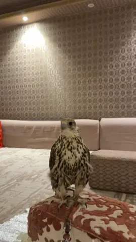 #اكسبلور #صقر #حر 