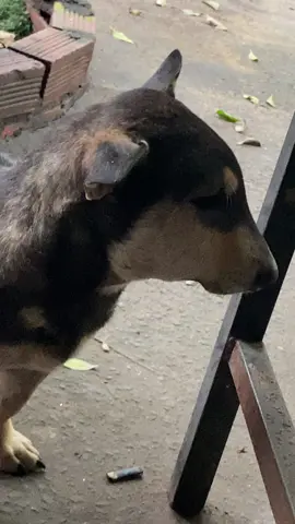 Cún siêu quậy bị ong đốt chích #😂😂😂😂😂 