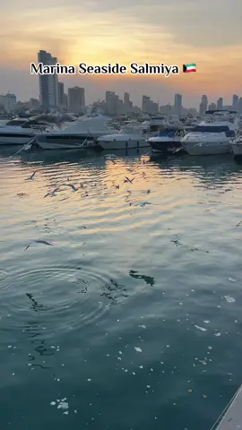 🌊🕊️#kuwait🇰🇼 #salmiya #kuwaitcity #salmiyakuwait #foryou #marinaseasidekuwait🇰🇼 #kuwaitbd #seaside 