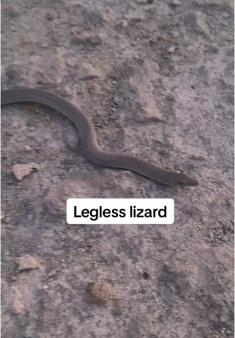 Found a Burton's legless lizard