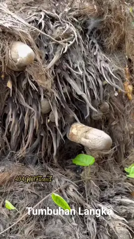 Tumbuhan langka, banyak diburu emak2 di kebun sawit... #jamur #sawit #lampungtiktok #lampungtengah #viralvideo #fyp 