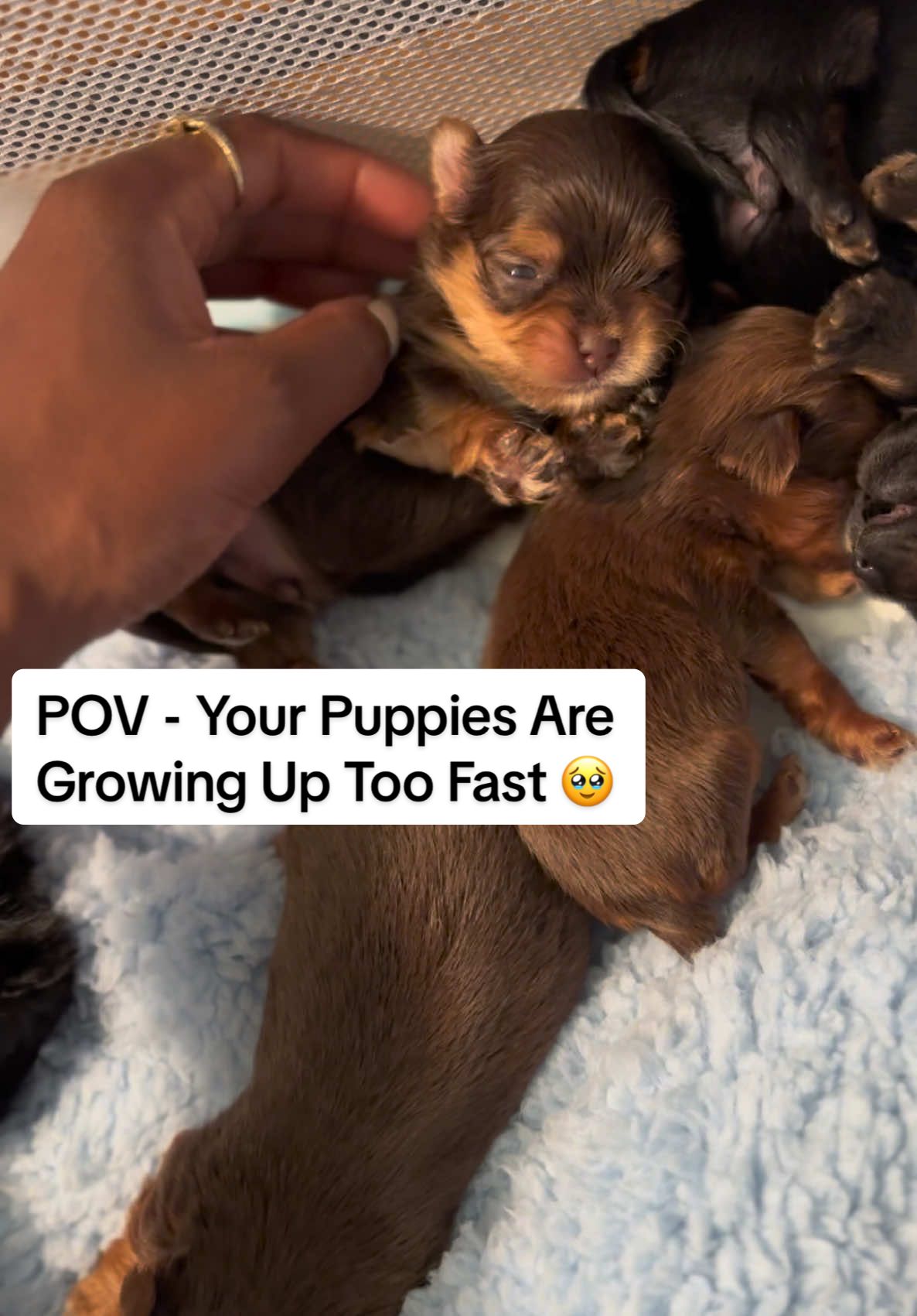Watching them grow 🥹 is the most bittersweet 💕 thing .. #Teacup #Puppies #cutenessoverload #tinypuppies #bestpuppies #MicroYorkies #chocolateyorkies #puppiesoftiktok #yorkiesoftiktok #puppiesoftiktok 