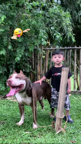#CapCut #dugongbersatu🐕 #xyzbca #fyppppppppppppppppppppppp #adubagong #pitbullsoftiktok 