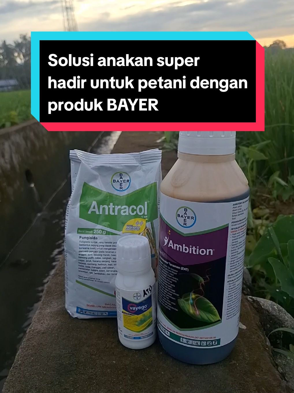 Solusi anakan super hadir untuk petani. Insektisida VAYEGO Fungisida ANTRACOL ZAT Aktivator AMBITION #solusipetani #insektisida #fungisida #zataktivatortanaman #bayer #paketanakansuper #petanimuda #padi #petanipadi 
