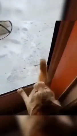 Cat and snow #funnyvideo #cat #catsoftiktok #fypシ #pet #cats 