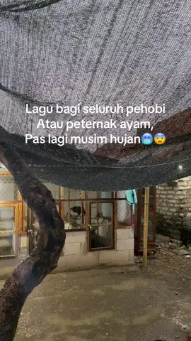 #salamsatuhoby🐓🐓🐓🙏 #peternakmudafarm🐓 #bangkokselatan #ayamtehnik #bangkokselatansuper #bangkokselatanxpakoy #bangkokxmangon #jagobangkokindonesia #bangkokklasik #masukberandafyp #mr_koplerfram #@rskialfaruq #fypシ゚ #fyppppppppppppppppppppppp 