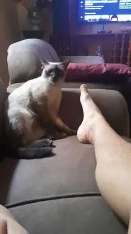 #cat 
