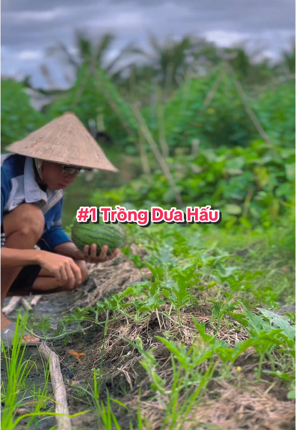 Trồng Dưa Hấu Ruột Vàng #hienonha 