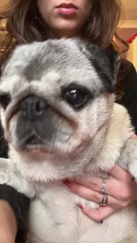 phoebes tiktok dance #pug 