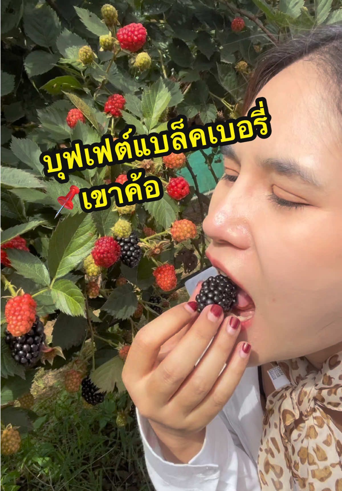 #แบล็คเบอรี่เขาค้อ #สวนแบล็คเบอร์รี่เขาค้อ #เขาค้อ #เที่ยวเขาค้อ #ที่เที่ยวเขาค้อ #ทุ่งกังหันลมเขาค้อ #เขาค้อเพชรบูรณ์ 