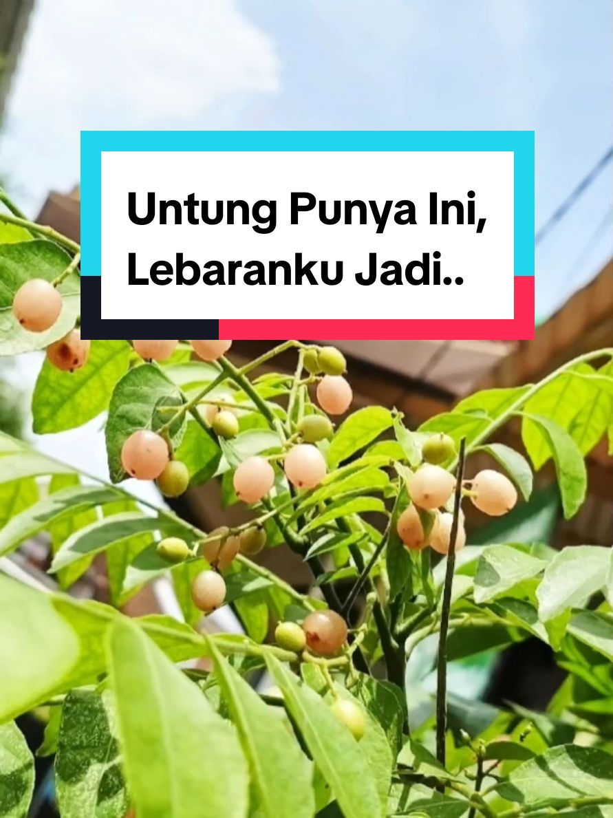 Sekilas pengalaman meredakan diare dengan daun kari. Ada yg punya pengalaman sama??😉 #daunkari #lebaran2025 #ramadhan2025 #manfaatdaunkari #honeylemon #temurui #salamkoja #herbaluntukdiare #obatdiare #fypシ 