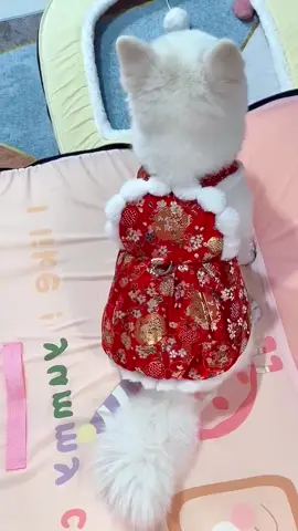 Chinese style pet skirt, can be worn during the New Year.🐩🐶 #pet#pets #petsuppliesplus #dog #pet_supplies #fyp 