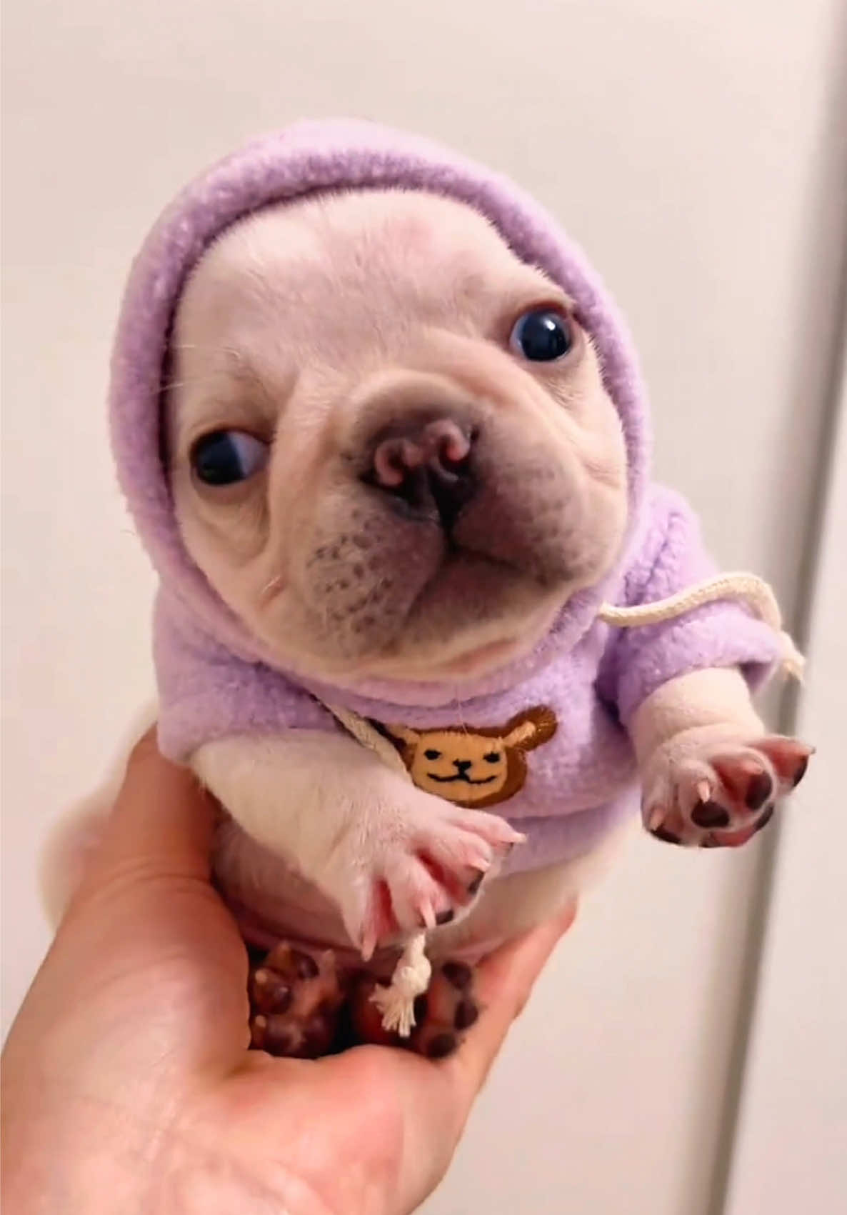 𝐆𝐌𝐀𝐈𝐋 more warm#frenchbulldog #frenchies #puppy #puppylover #baby #cutedog #dogtok 
