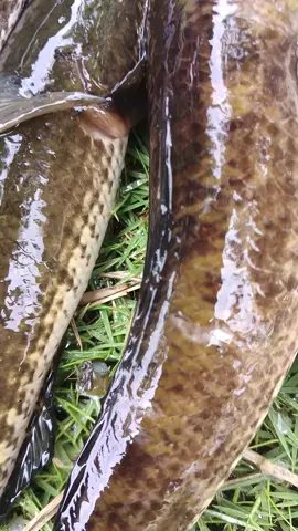 Ikan Gabus hasil casting di sawah!!!  #gacorrr🔥 #TikTokAwardsID #lewatberanda #castingfishing🎣 #fyp #fypシ゚ #haruan #gabus 