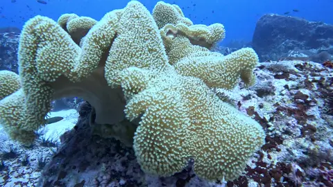 ស្អាតម្លេះលោកអើយ