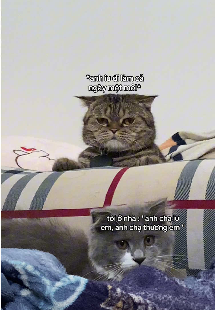 tình hình chung #mabuw #meow #cat #mèo #xuhuongtiktok #viralvideo 