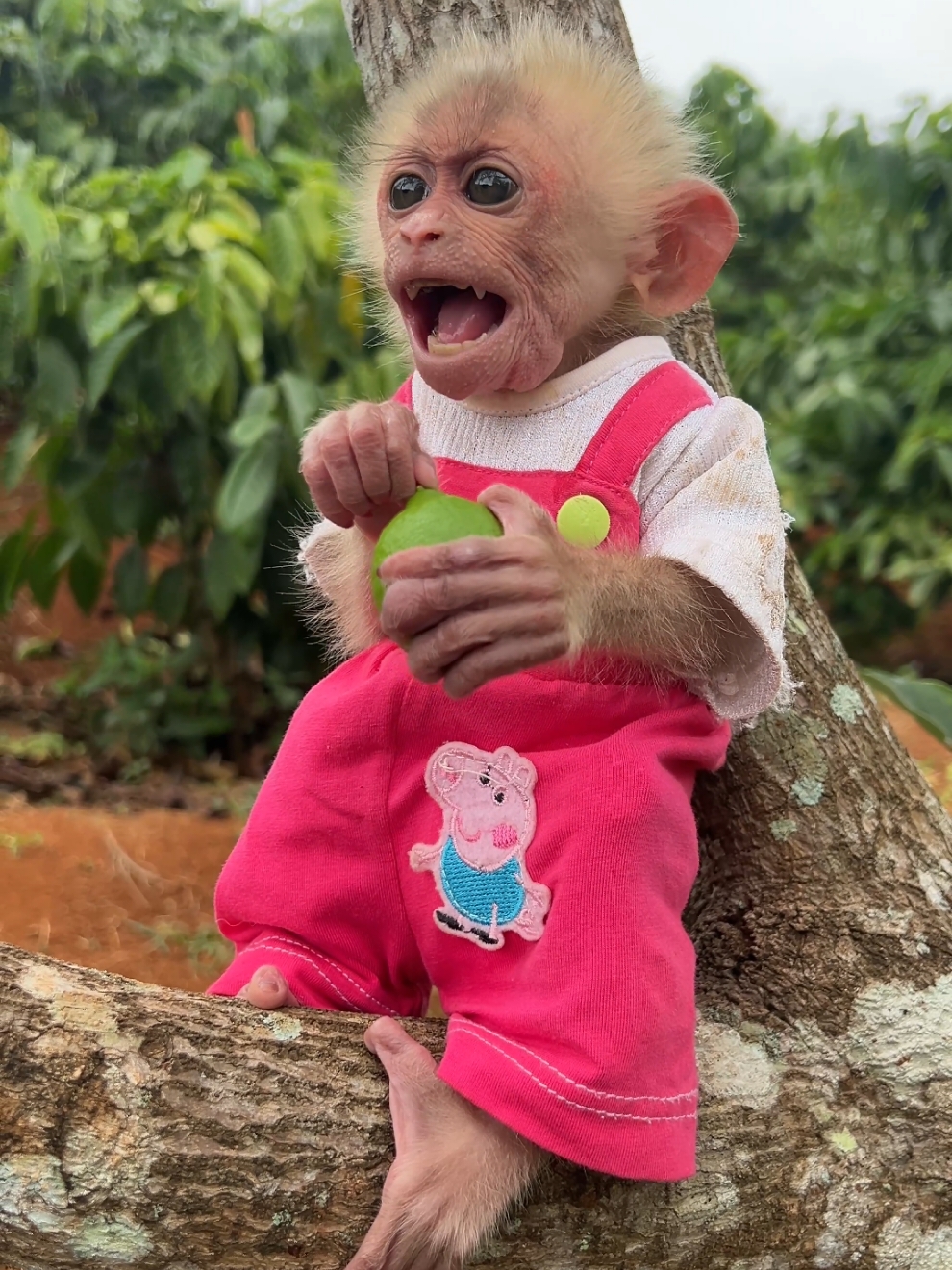 Cute monkey Moon talk. #monkey #cute #babymonkey #monkeysoftiktok 