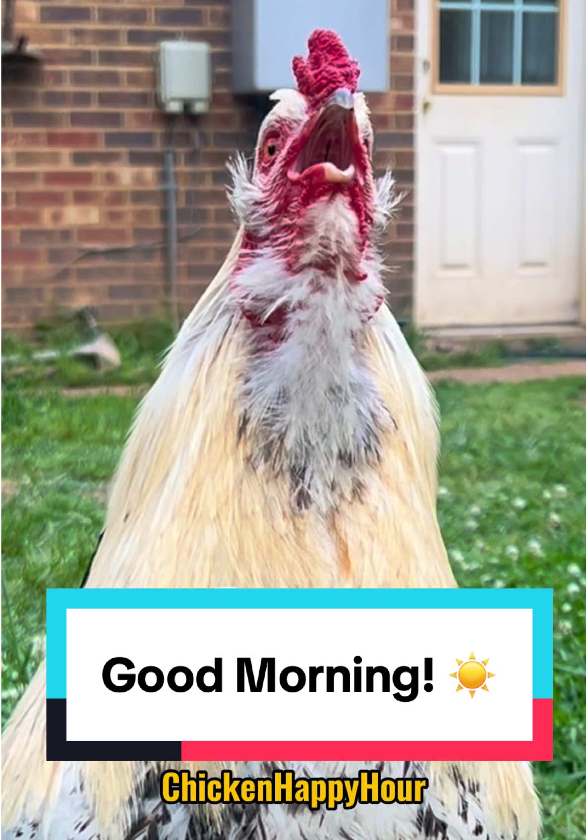 Frankie says Good Morning! #goodmorning #rooster #chickens #memesdaily #chickenhappyhour    