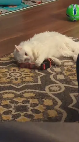 Making sure my little brother always smells like me #catsoftiktok #cute #cats #cozy #adonisthecat #cutecat #catlover #catsanddogs 