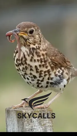 لطلب الصوت التواصل عالخاص مجاناً #turdusphilomelos #tordo #songthrush #semmon #سمن #اصوات #sound #birds #hunter #hunting 