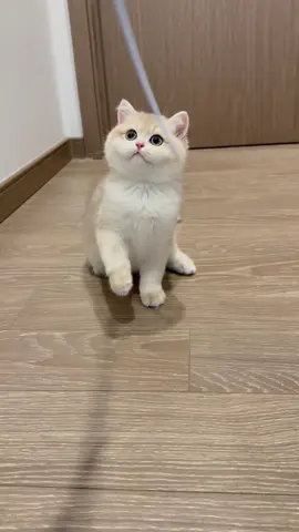 #cutecat #foryoupage #funnycat #cuteanimals #kitty 