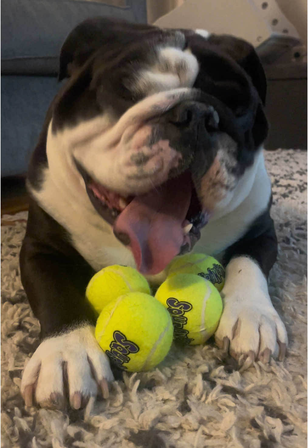 Winston’s World 🌎🐾 #bulldog #bulldogsoftiktok #englishbulldog #englishbulldogsoftiktok #bulldogera #spoiledera #richgirlera #pets 