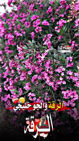 #مشاهادات #الحر #الحرم 